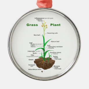 Gras Graminoids Pflanzen-Diagramm Silbernes Ornament