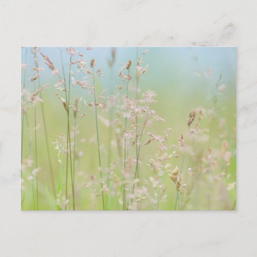 Gras in Bewegung Postkarte (Vorderseite)