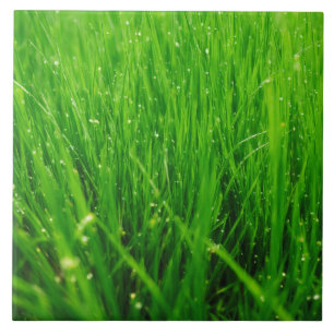Gras-Keramik Fliese