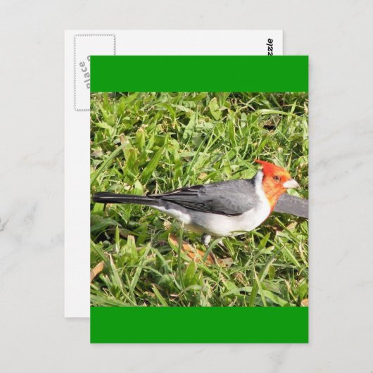 Gras mit brasilianischem Kardinal Postkarte (Vorne/Hinten)