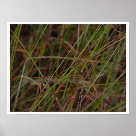 Gras Poster (Vorne)