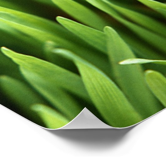 Gras Poster (Ecke)