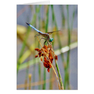 Gras und Dragonfly