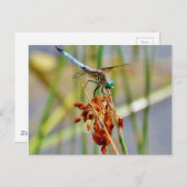 Gras und Dragonfly Postkarte (Vorne/Hinten)