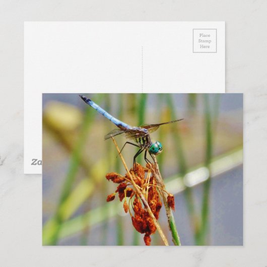 Gras und Dragonfly Postkarte (Vorne/Hinten)