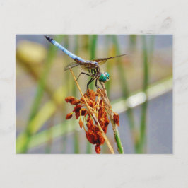 Gras und Dragonfly Postkarte