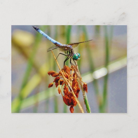 Gras und Dragonfly Postkarte (Vorderseite)