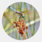 Gras und Dragonfly Runder Aufkleber (Vorderseite)