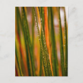 Grasblätter Postkarte (Vorderseite)