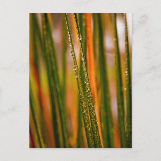 Grasblätter Postkarte (Vorderseite)