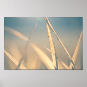 Grasblumennatur-Foto Poster