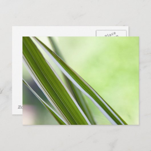 Gräser Postkarte (Vorne/Hinten)