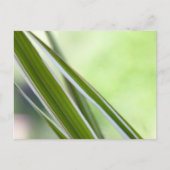 Gräser Postkarte (Vorderseite)