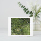 Gräser, Vincent van Gogh Postkarte (Stehend Vorderseite)