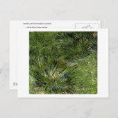 Gräser, Vincent van Gogh Postkarte (Vorne/Hinten)