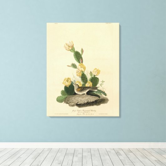 Grasfinch, Bachgeflügel oder Vesper-Sparrow Leinwanddruck (Insitu (Holzboden))