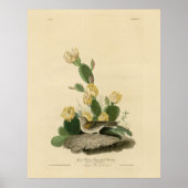 Grasfinch, Bachgeflügel oder Vesper-Sparrow Poster (Vorne)