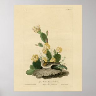 Grasfinch, Bachgeflügel oder Vesper-Sparrow Poster