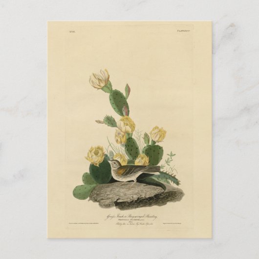 Grasfinch, Bachgeflügel oder Vesper-Sparrow Postkarte (Vorderseite)