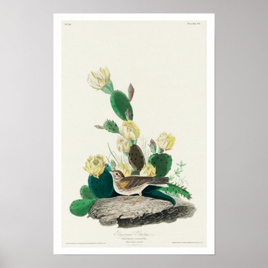 Grasfinch, oder von Audubon gejagt Poster (Vorne)