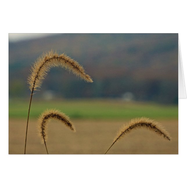 Grasfutter (Vorderseite (Horizontal))