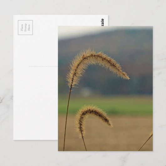 Grasfutter Postkarte (Vorne/Hinten)