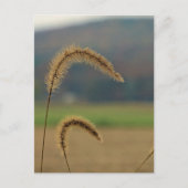 Grasfutter Postkarte (Vorderseite)
