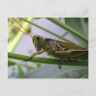 Grasgrün Postkarte