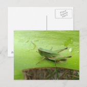 Grasgrün Postkarte (Vorne/Hinten)