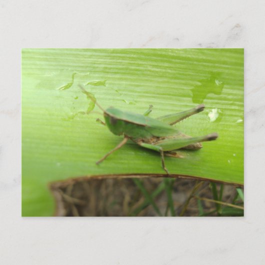 Grasgrün Postkarte (Vorderseite)