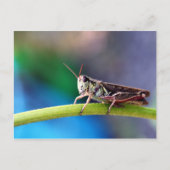 Grasgrün Postkarte (Vorderseite)