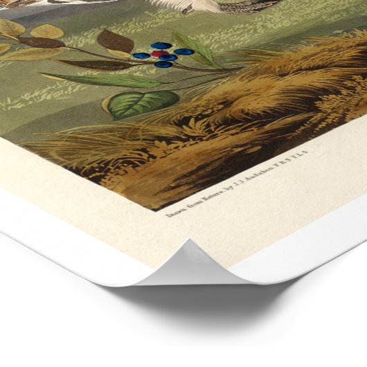 Grashase von Audubon Poster (Ecke)