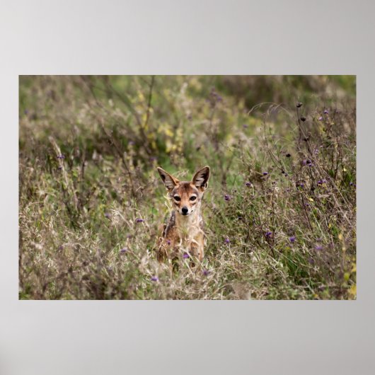 Grasjacke Poster (Vorne)