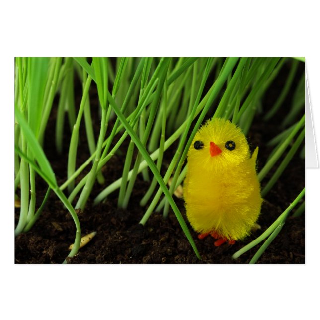 Graskichle (Vorderseite (Horizontal))