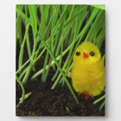 Graskichle Fotoplatte (Vorderseite)