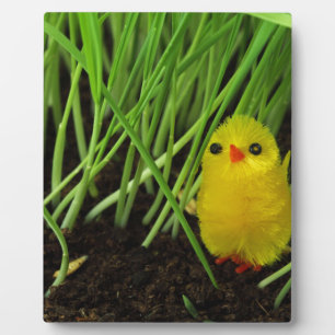 Graskichle Fotoplatte