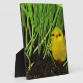 Graskichle Fotoplatte (Seite)