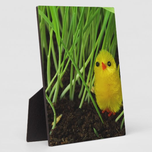 Graskichle Fotoplatte (Seite)