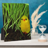 Graskichle Fotoplatte (Seite)