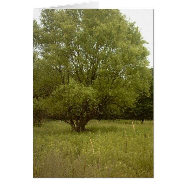 Grasland-Baum-grenzenfreie Karte (Vorne)