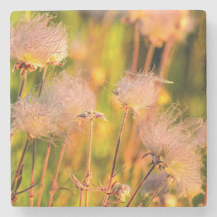 Grasland-Rauch-Wildblumen in Aspen-Waldung Steinuntersetzer