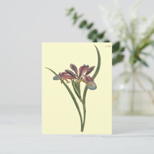 Grasleaved Flag Iris Illustration Postkarte (Stehend Vorderseite)