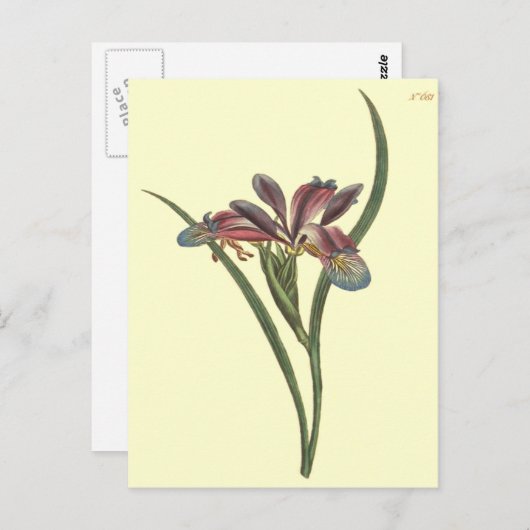 Grasleaved Flag Iris Illustration Postkarte (Vorne/Hinten)