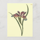 Grasleaved Flag Iris Illustration Postkarte (Vorderseite)