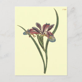 Grasleaved Flag Iris Illustration Postkarte