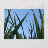 Graspostkarte Postkarte (Vorderseite)