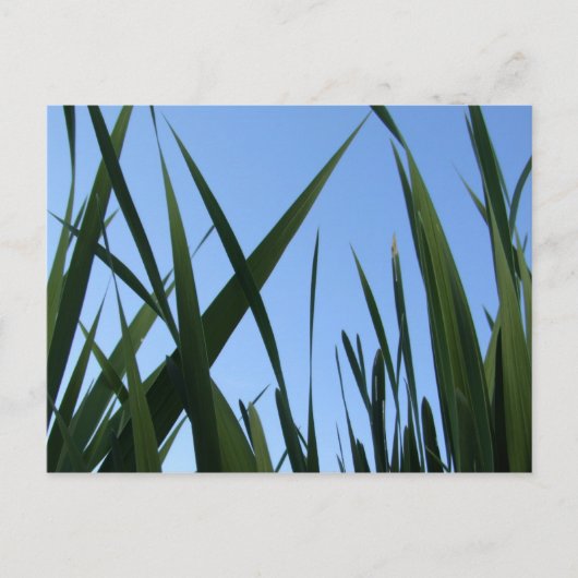 Graspostkarte Postkarte (Vorderseite)