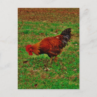 Grasroster Postkarte