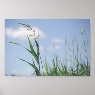Grass Blue Sky Feldwiesen Natur Poster