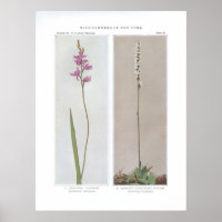 Grass Pink; Calopogon - Limodorum tuberosum und